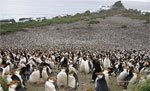 Hurd island penguins