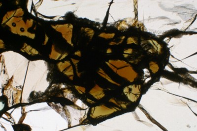 Amphibole Thin Section